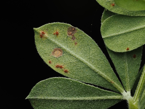 Uromyces pisi-sativi observed 2026-08-25
