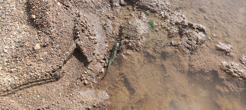 Western Tiger Salamander