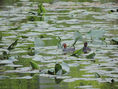 Tachybaptus ruficollis