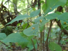 Phylloxera caryaefallax