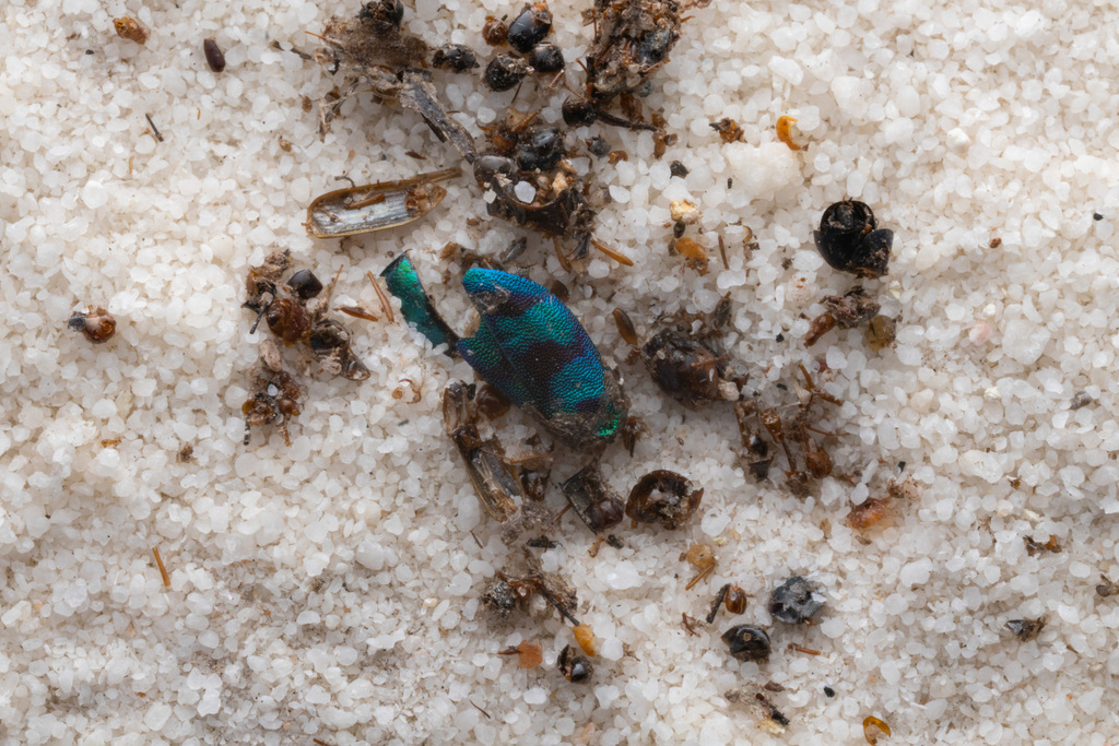 Sphaerobothris ulkei