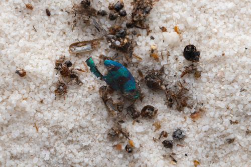 Sphaerobothris ulkei