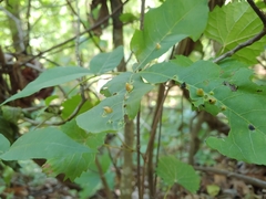 Phylloxera caryaefallax