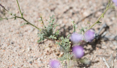 Gilia cana speciosa