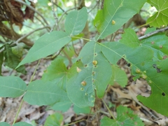 Phylloxera caryaefallax