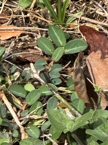 Alysicarpus vaginalis observed 2026-08-24