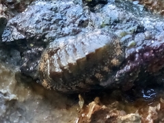 Chiton
