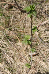 Ribes americanum