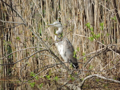 Ardea cinerea
