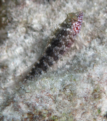 Malacoctenus macropus