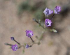 Gilia cana speciosa