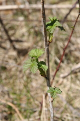 Ribes americanum