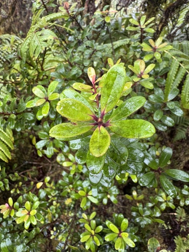 Myrsine sandwicensis observed 2026-08-24