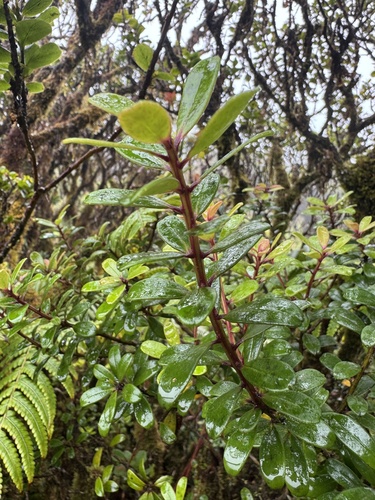 Myrsine sandwicensis, photograph 2