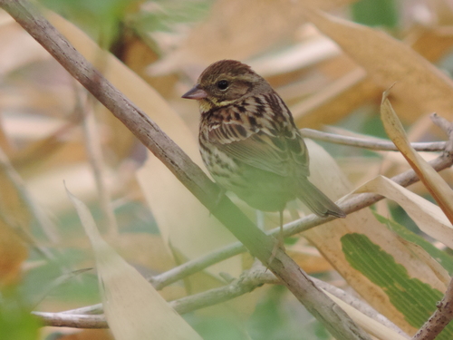 Masked Bunting