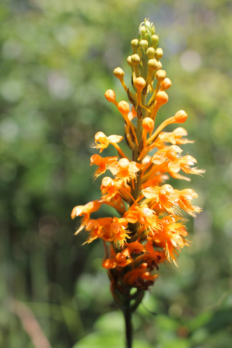 Platanthera chapmanii