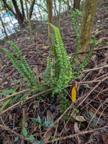 Lindsaea orbiculata observed 2026-08-20