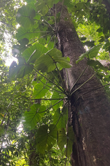 (c) River Ahlquist, some rights reserved (CC BY) Philodendron pterotum, photograph (c) River Ahlquist, some rights reserved (CC BY)