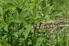 Ambrosia trifida trifida