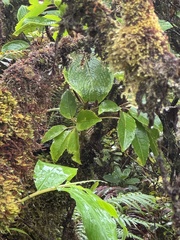 Cheirodendron trigynum, photograph (c) Brynn Fricke, some rights reserved (CC BY)
