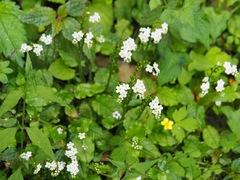 Trigonotis formosana