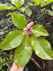 Cheirodendron trigynum, photograph (c) Brynn Fricke, some rights reserved (CC BY)