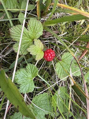 Arctic raspberry