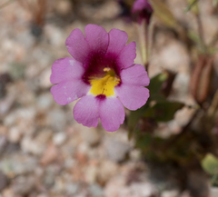 Erythranthe rhodopetra