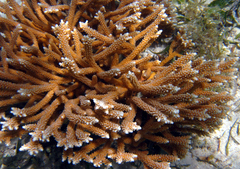 Acropora cervicornis