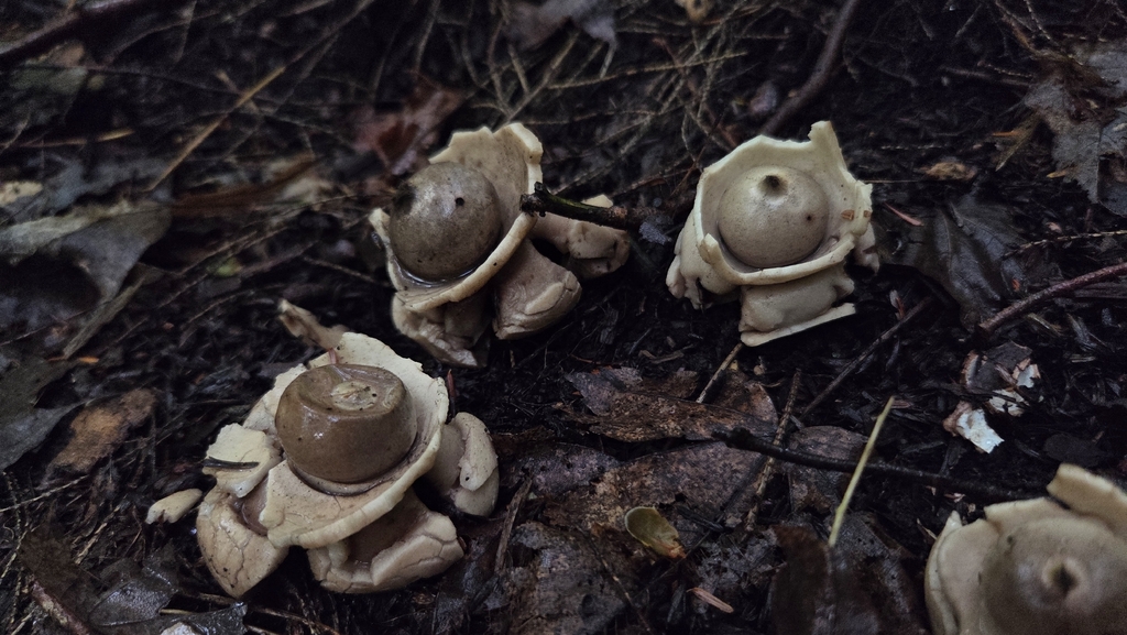 Collared Earthstar · August 2026 · photo: Photo: no rights reserved · iNaturalist
