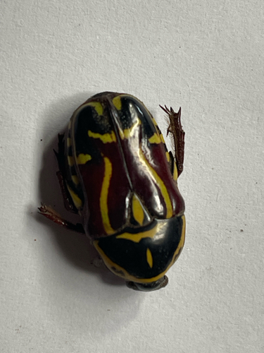 Fiddler Beetle