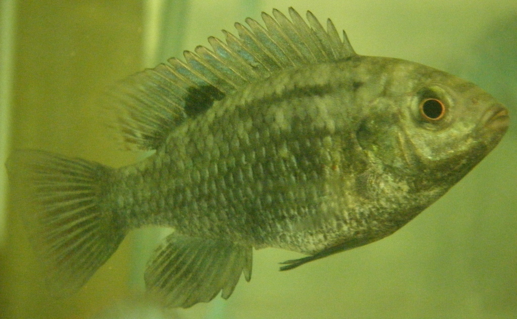 Banded Tilapia (freshwater Fish Of Southern Africa) · Inaturalist