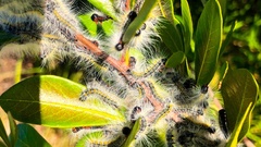 Bombycomorpha pallida