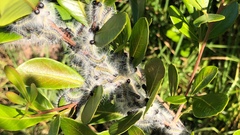 Bombycomorpha pallida