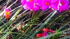 Oxalis confertifolia