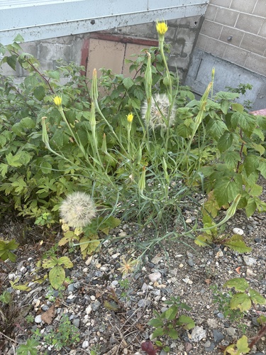 Yellow Salsify