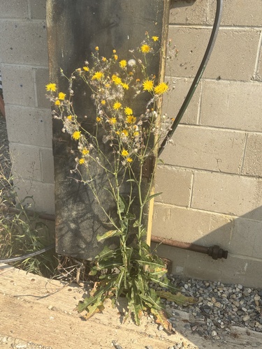 Perennial Sow Thistle