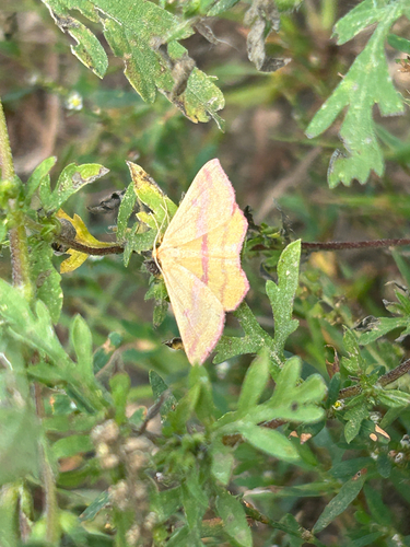 Chickweed Geometer Moth