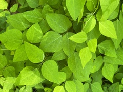 Amphicarpaea bracteata comosa