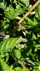 Polistes exclamans