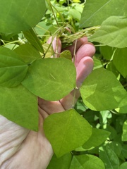 Amphicarpaea bracteata comosa