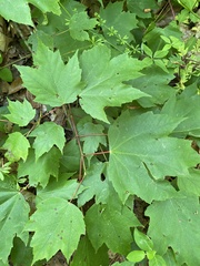 Acer rubrum rubrum