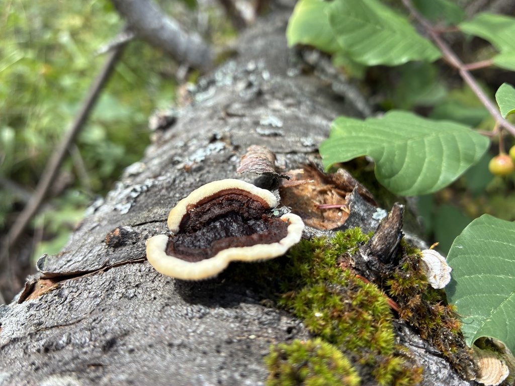 Conifer Mazegill · August 2026 · photo: Photo: (c) adamfritz, some rights reserved (CC BY) · iNaturalist