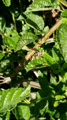 Polistes exclamans