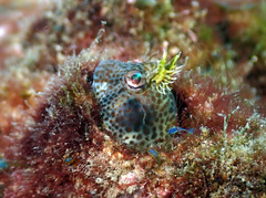 Horned Blenny photo 2
