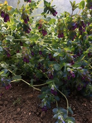 Cerinthe