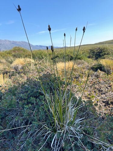 Carex norvegica, photograph 1