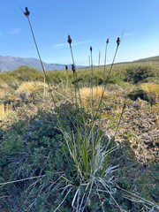 Carex norvegica, photograph (c) Ida B D Jacobsen, some rights reserved (CC BY)