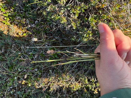 Carex norvegica