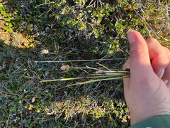 Carex norvegica